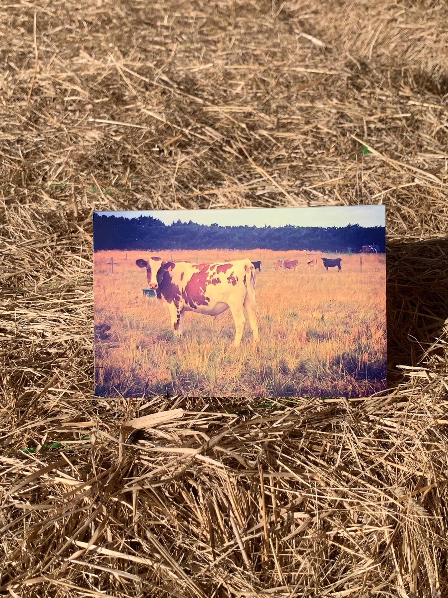 Greeting card - Farm life