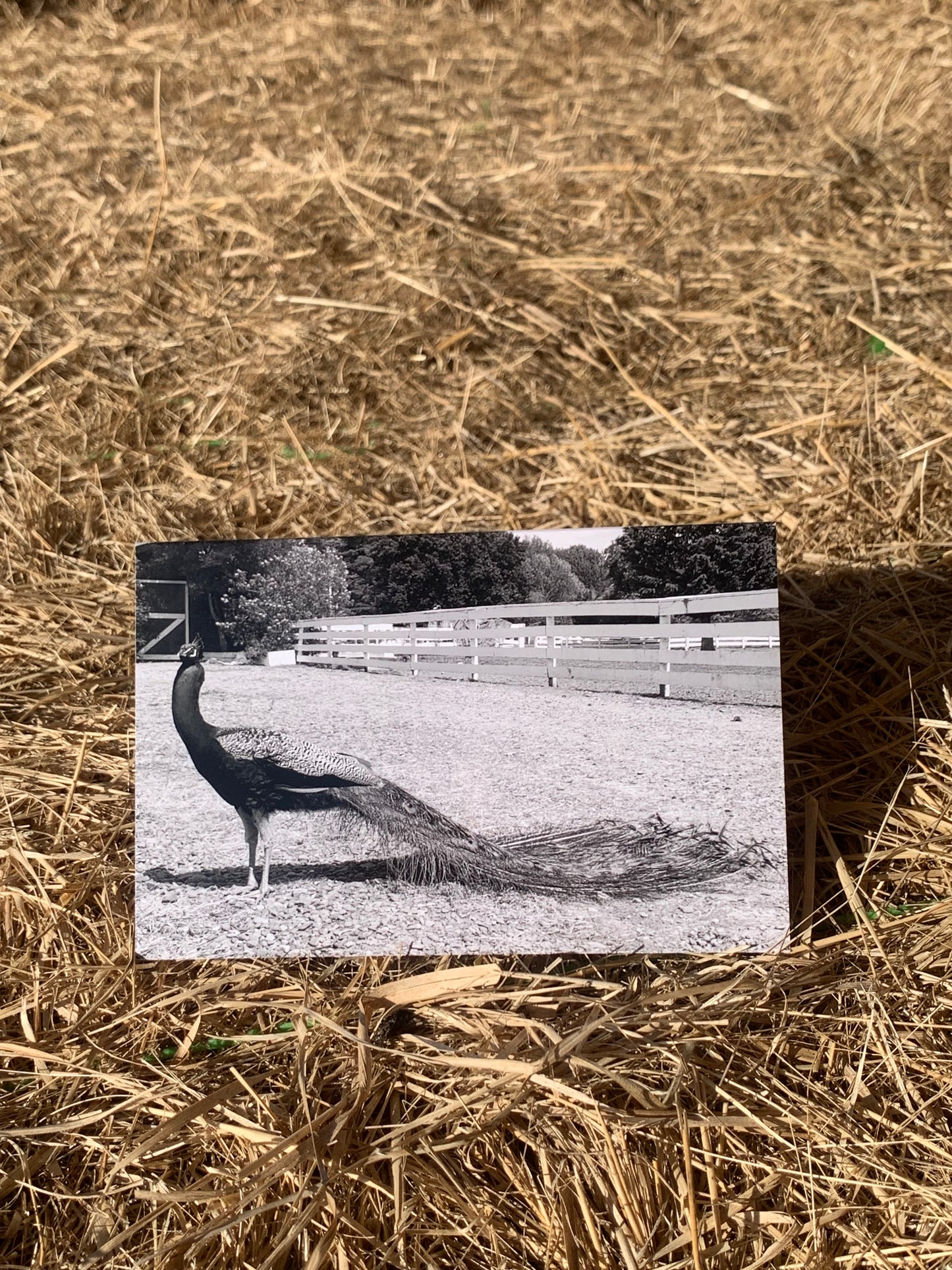 Greeting card - Peacock