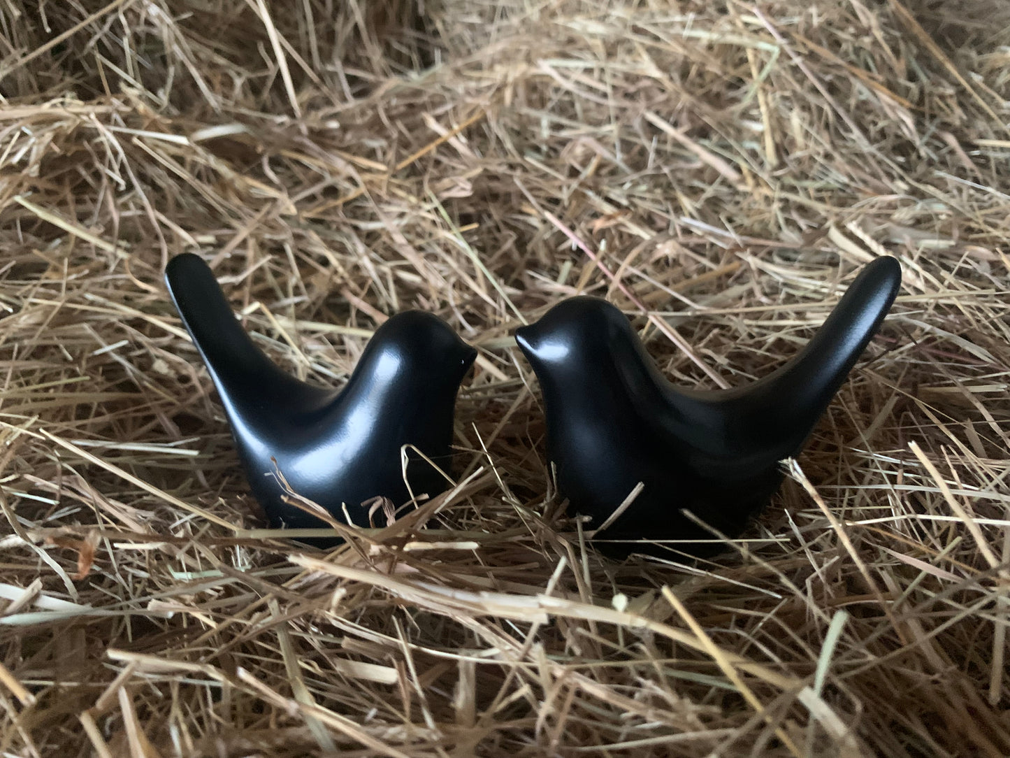 Black bird couple