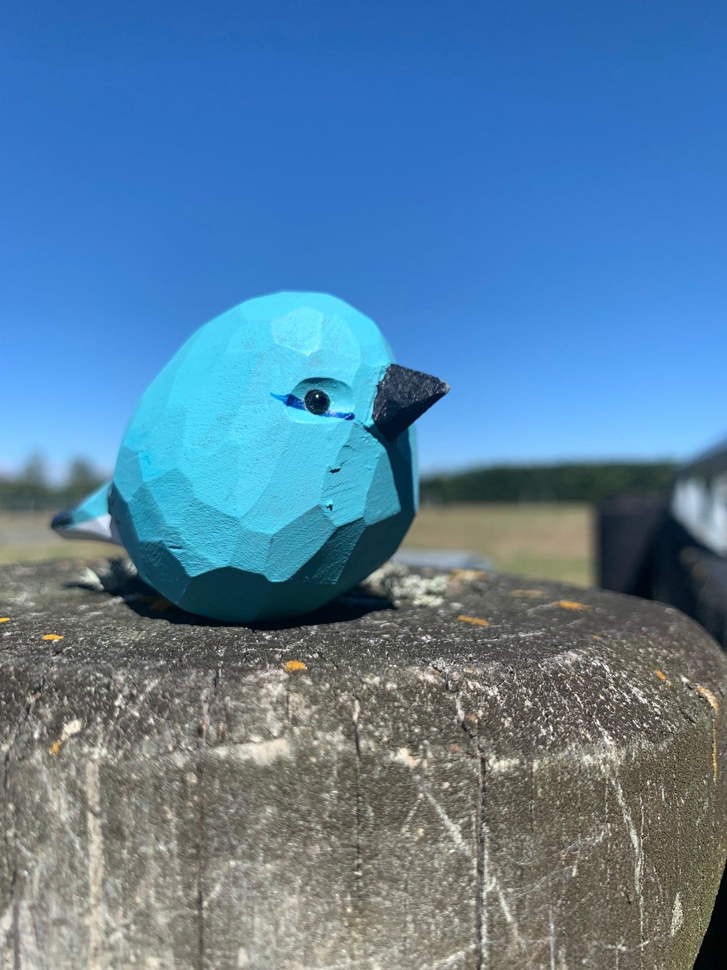 Bird - Little blue bird