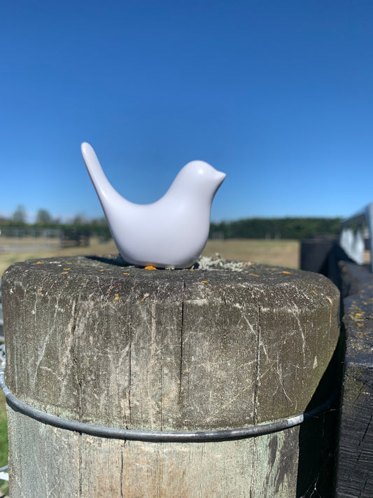 Bird - white