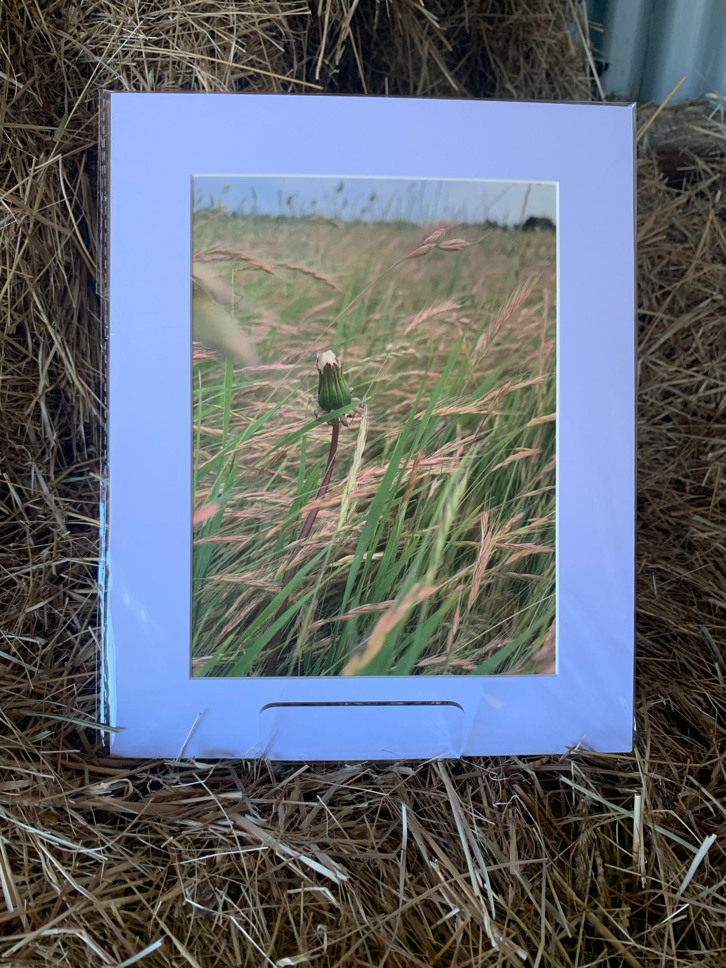 Dandelion - Large - Matted