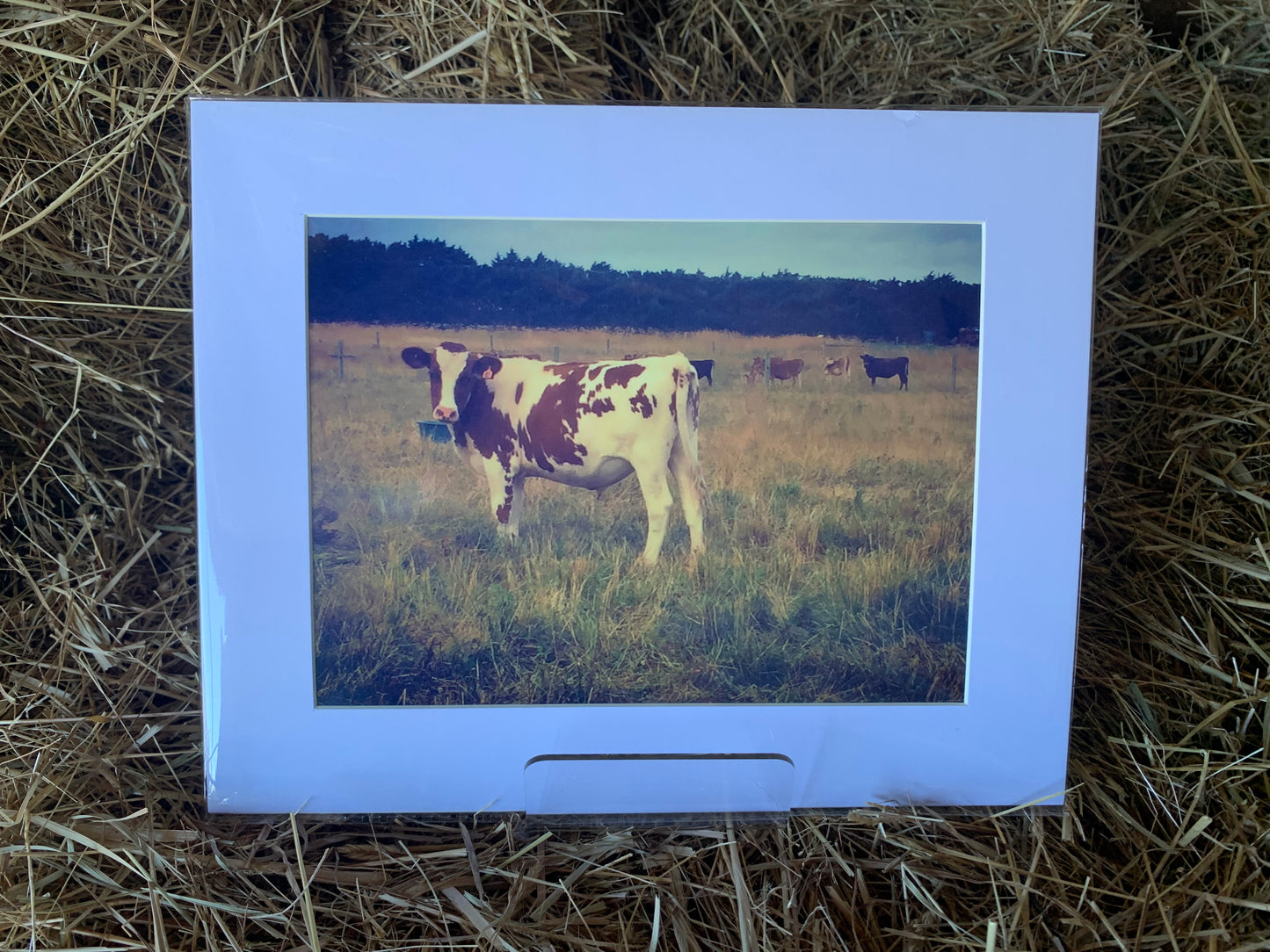 Cows in the paddock - Large - Matted