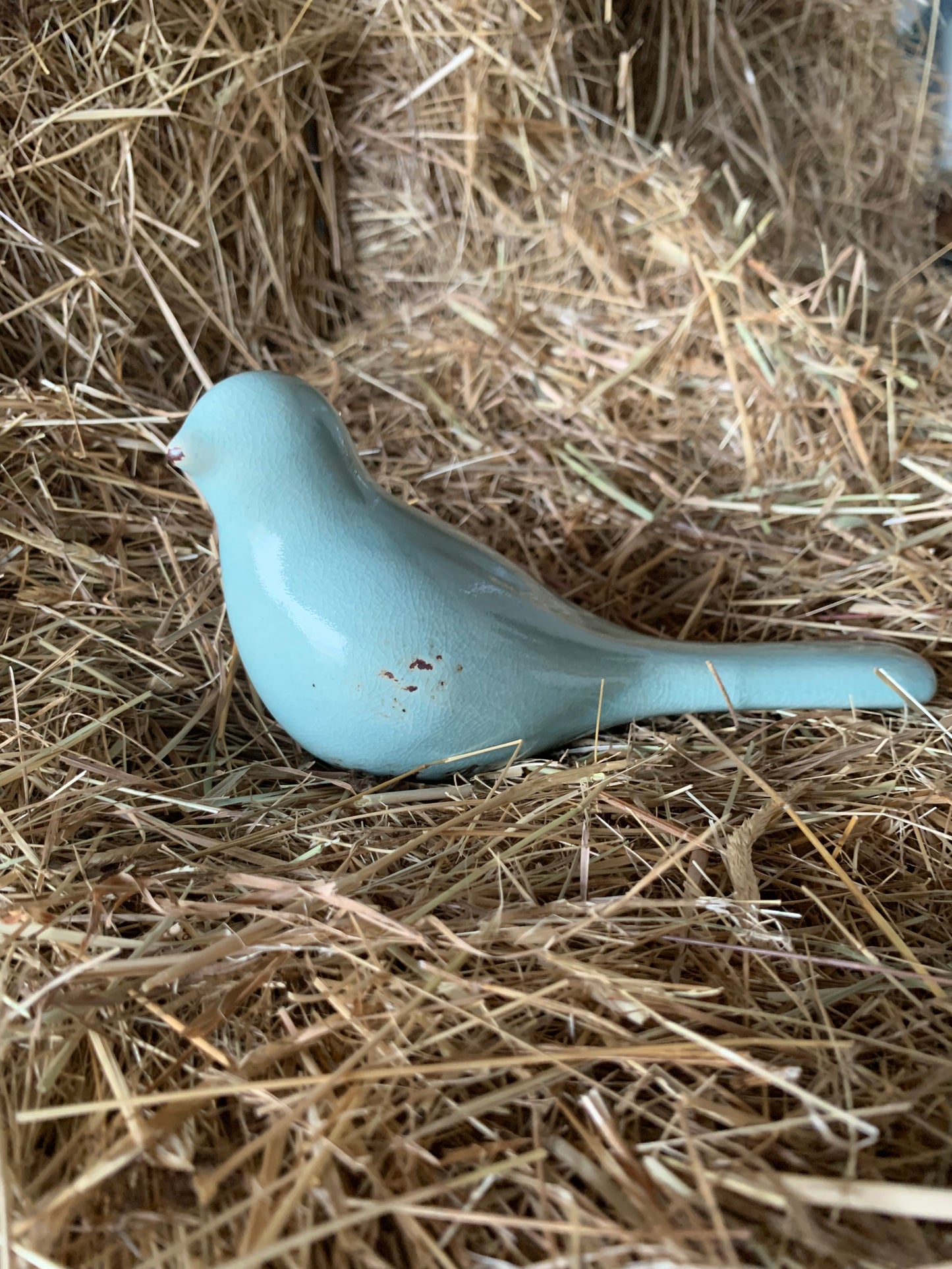 Blue pigeon