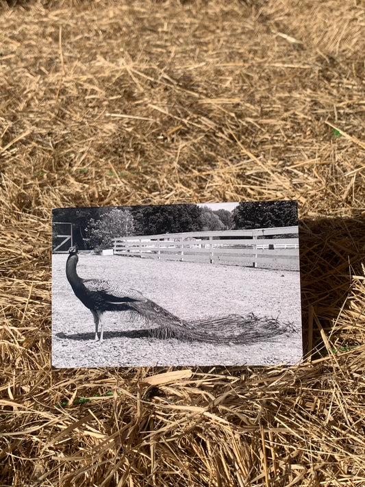 Greeting card - Peacock