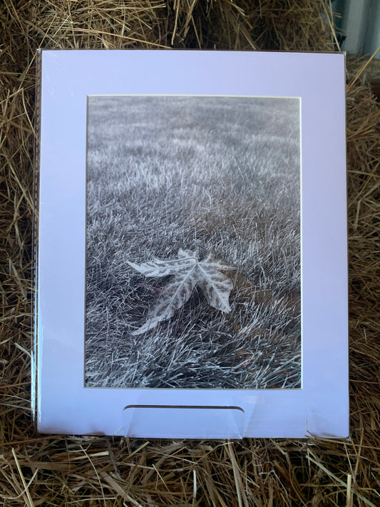 Leaf on lawn - Large - Matted