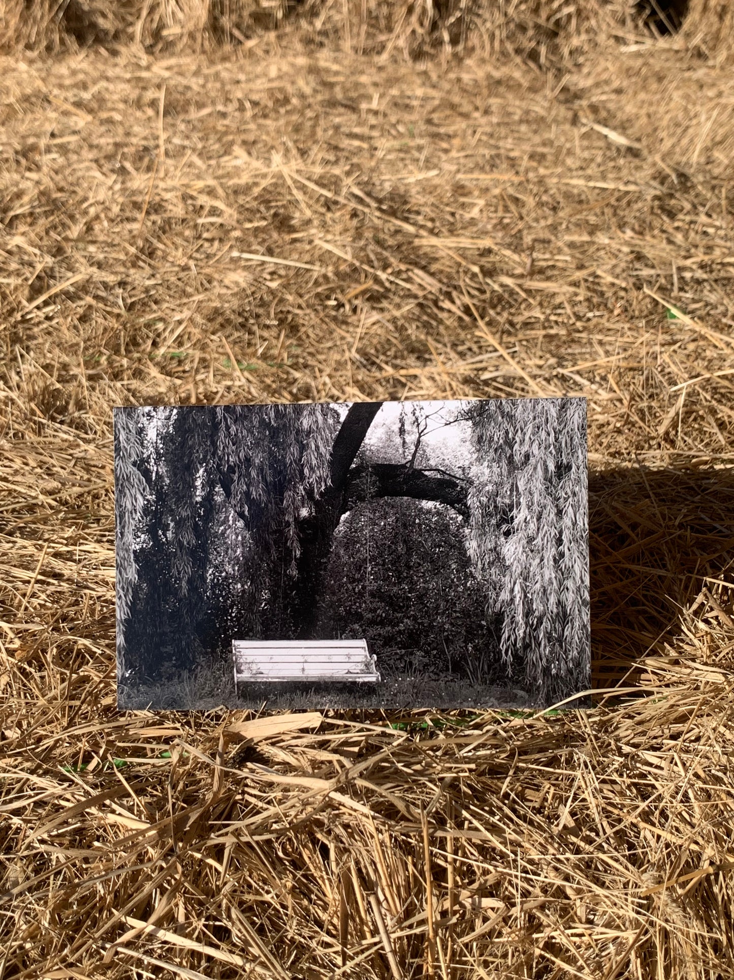 Greeting card - Bench