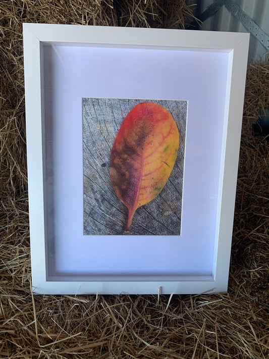 Leaf - Framed
