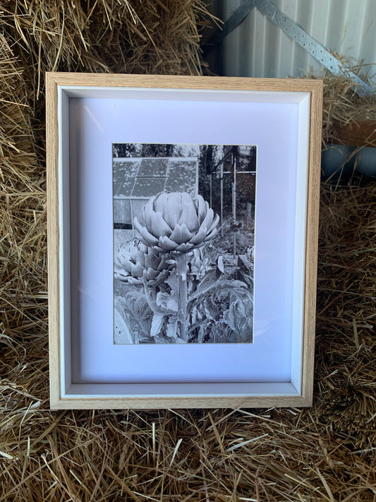 Artichoke - Framed