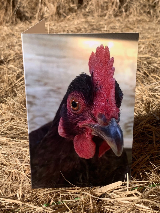 Greeting card - Chicken